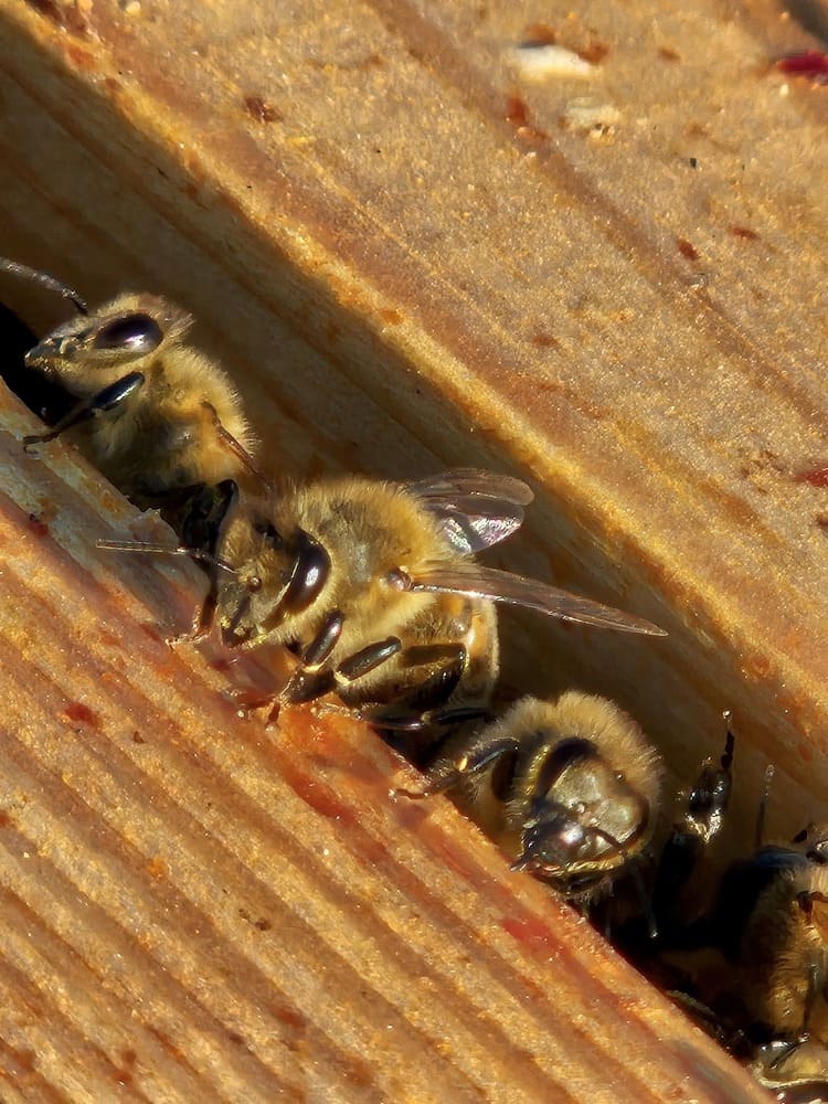 Iš arti nufotografuotos mažos bitės avilyje.