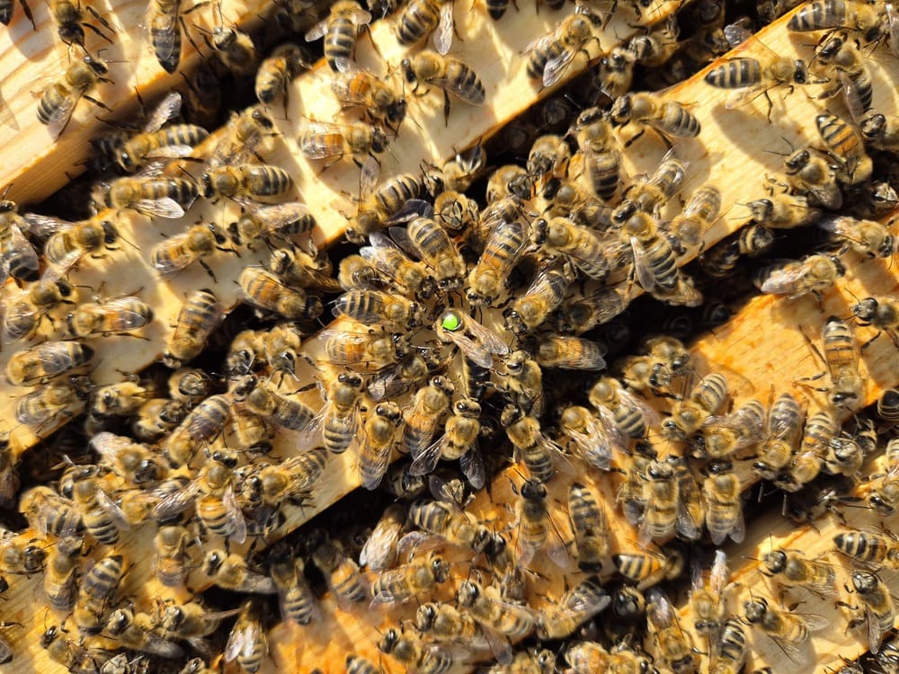 Avilyje vaikščiojančios bitės ir viduryje pažymėta bičių motinėlė.