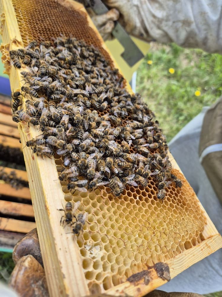 Iš arti pavaizduotos bitutės vaikščiojančios ant korio.