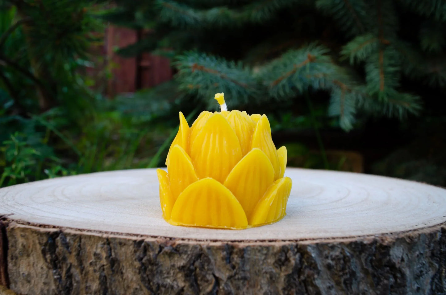 Bičių vaško žvakė "Lotusas" - Melora