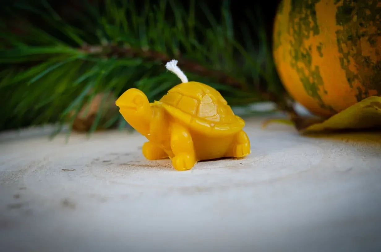 vėžliuko žvakė pastatyta ant kelno žiūri į kaire puse