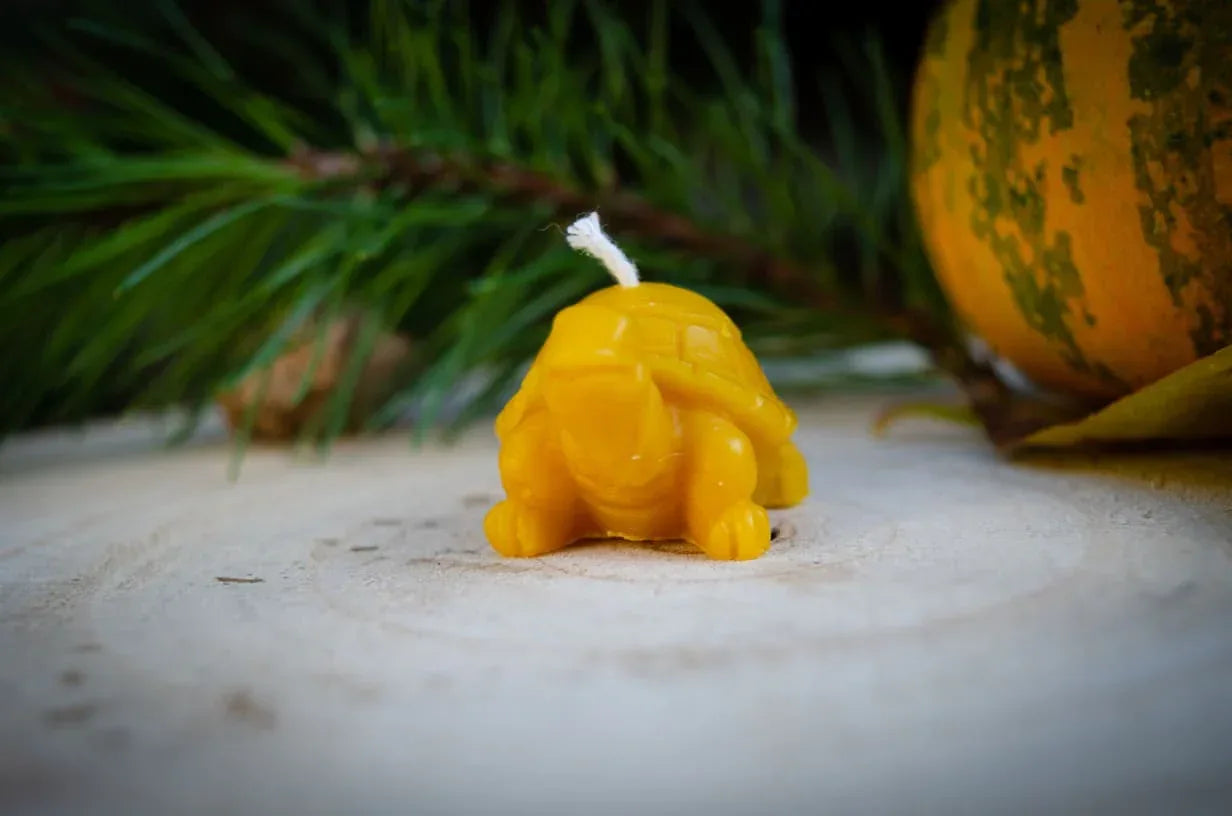 vėžliuko žvakė pastatyta ant kelmo